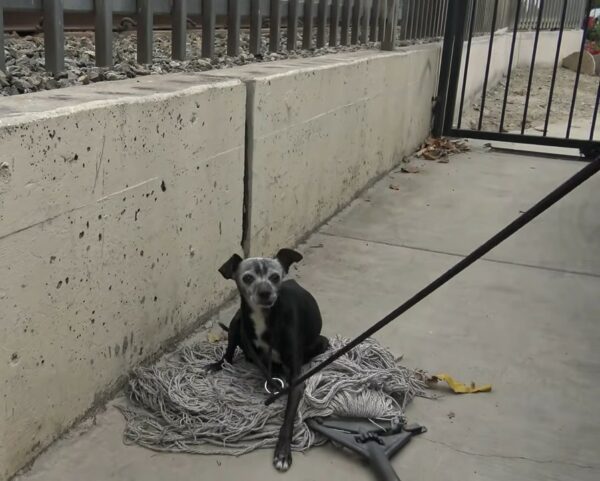 Increíble rescate: héroes de California salvan a un perro herido encontrado en un Mop-1