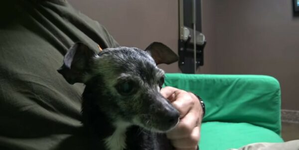 Incredible Rescue: California Heroes Save Injured Dog Found on a Mop-4