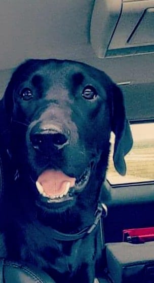 El perro perdido regresa a casa con amigos inesperados y revela una historia de aventuras-1