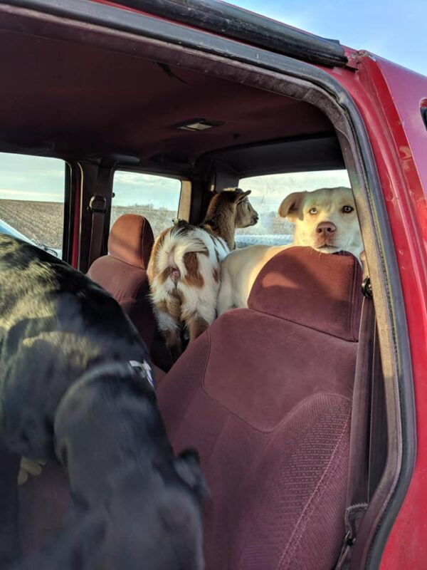 El perro perdido regresa a casa con amigos inesperados y revela una historia de aventuras-4