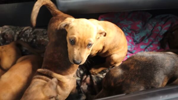 Hombre descubre cachorros abandonados en un rescate inesperado-1