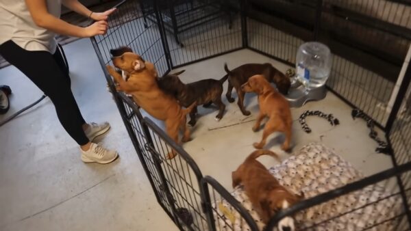 Hombre descubre cachorros abandonados en un rescate inesperado-3