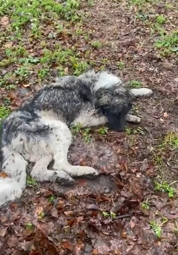 Milagro en el desierto: el increíble viaje de la lucha de un perro contra el destino-1