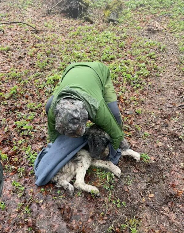 Milagro en el desierto: el increíble viaje de la lucha de un perro contra Fate-2