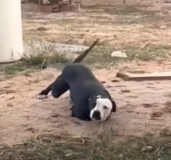 Milagro en las patas: El asombroso viaje de un perro de dos patas-1