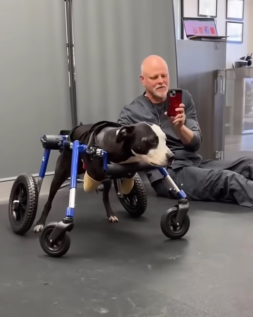 Miracle on Paws: The Astonishing Journey of a Two-Legged Dog-4