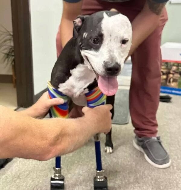 Miracle on Paws: The Astonishing Journey of a Two-Legged Dog-6