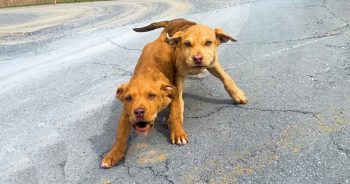 Milagro en el camino: cómo dos cachorros perdidos encontraron esperanza-1