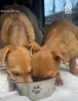 Milagro en el camino: cómo dos cachorros perdidos encontraron esperanza-2