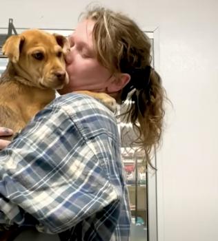 Milagro en el camino: cómo dos cachorros perdidos encontraron esperanza-3