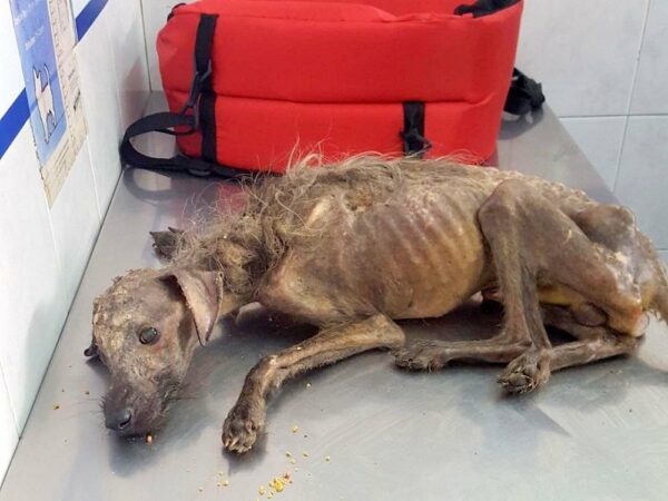 Miracle on the Streets: The Incredible Rescue of a Dog Left to Die-1