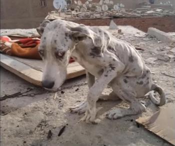 Miracle on the Streets: The Incredible Rescue of Angelo the Great Dane-1