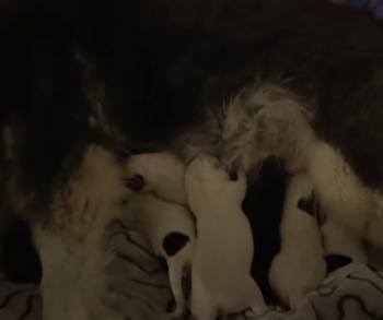 Miraculous Rescue: Pregnant Husky and Puppies Saved from the Brink at Construction Site-2