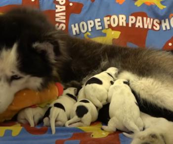 Miraculous Rescue: Pregnant Husky and Puppies Saved from the Brink at Construction Site-3