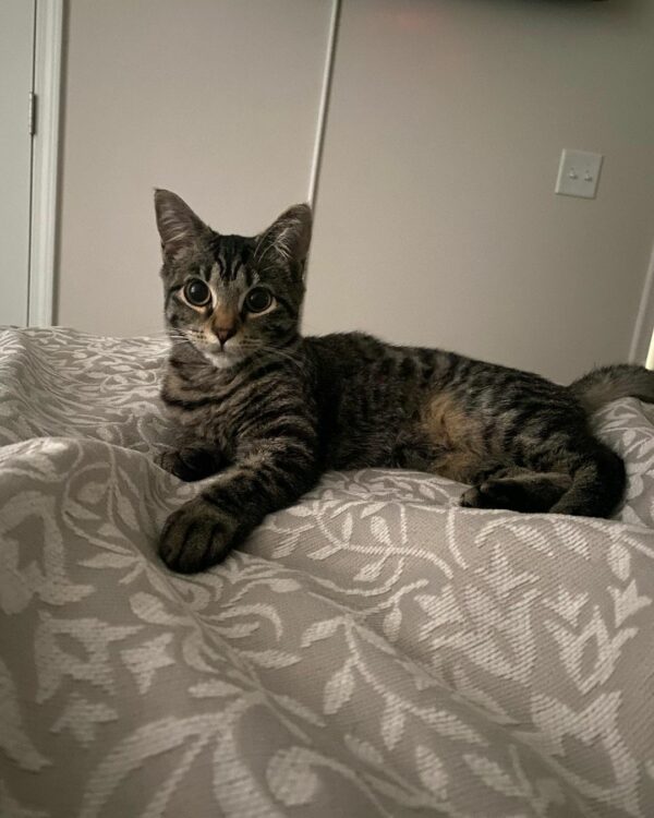 Mom Discovers Unexpected Guest in Baby's Crib: A Tale of Feline Affection-2