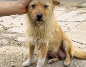 Mystery and Mercy: Dog Adopts Kitten Among Her Puppies in a Heart-Tugging Tale of Survival-3