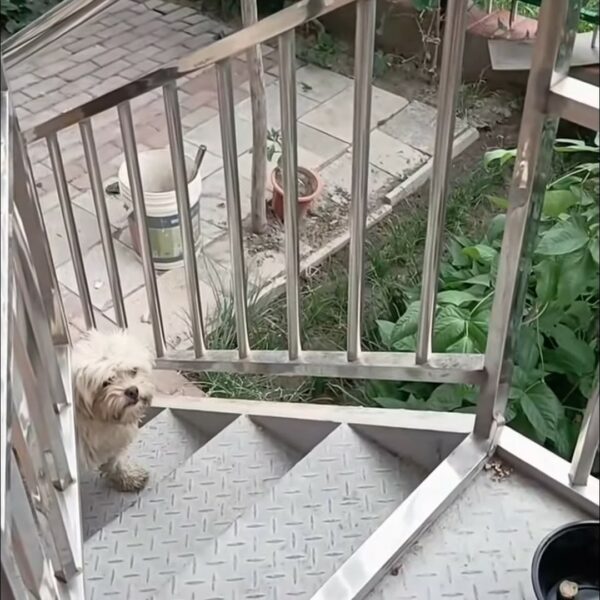 Misterio en la puerta: El perro callejero y su regalo inesperado-1