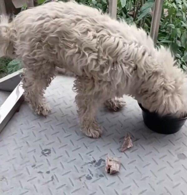 Misterio en la puerta: El perro callejero y su regalo inesperado-2