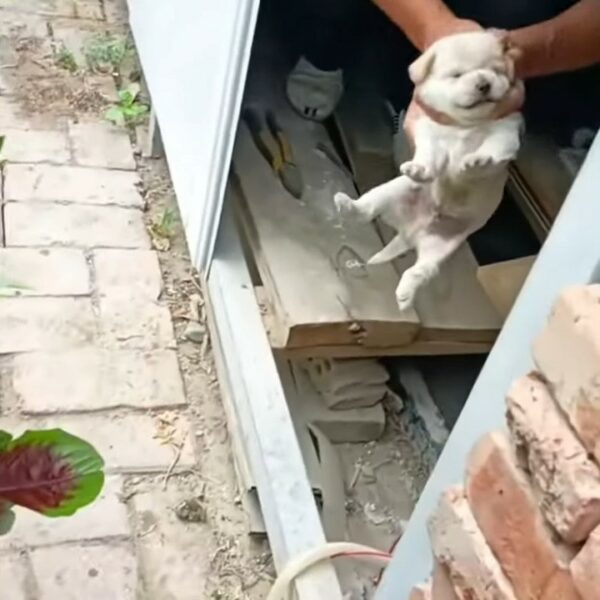 Misterio en la puerta: El perro callejero y su regalo inesperado-3