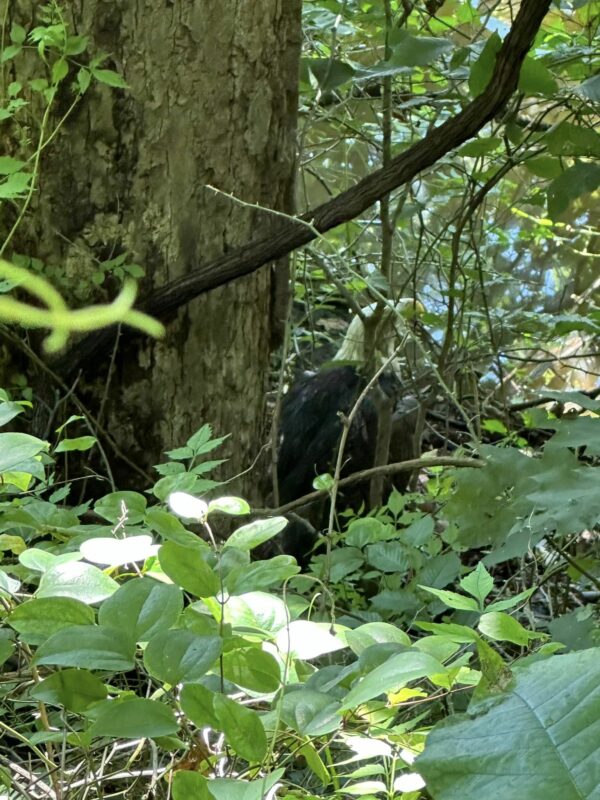 Misterio en los juncos: el sorprendente descubrimiento de un kayakista conduce a un atrevido rescate-3