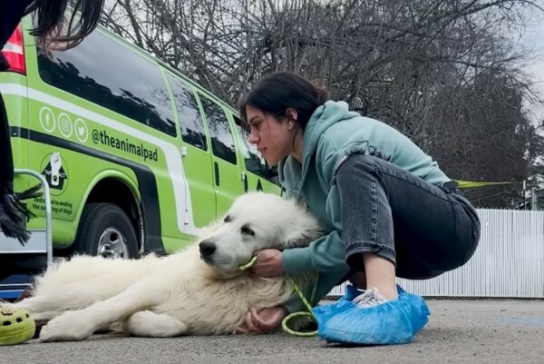 El misterio del perro del molino: un viaje del miedo a la confianza-1