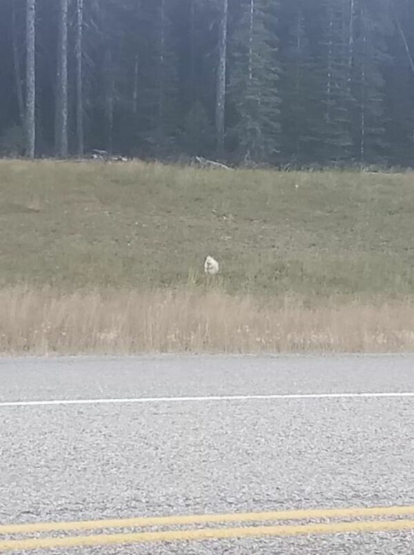 Mystery on the Roadside: Woman Encounters Rare Creature in an Unexpected Twist-1