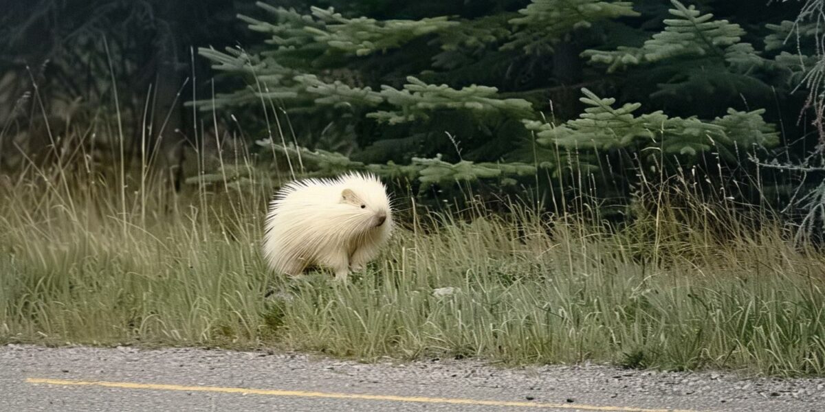 Mystery on the Roadside: Woman Encounters Rare Creature in an Unexpected Twist