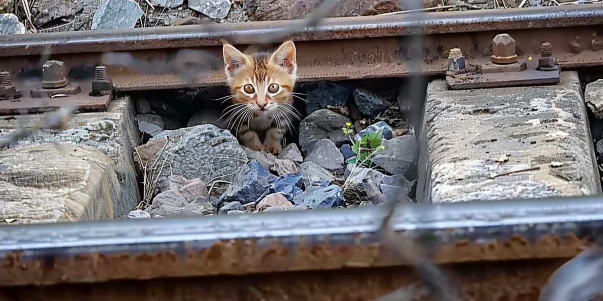 Mystery on the Tracks: The Unexpected Discovery Near the City Rails