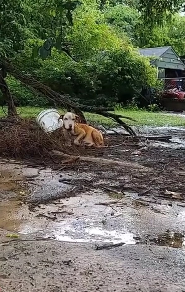 Descuidada y encadenada: el desgarrador rescate de una perra preñada en medio de tormentas-1