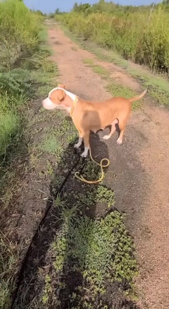 Neglected and Chained: The Harrowing Rescue of a Pregnant Dog Amidst Storms-4