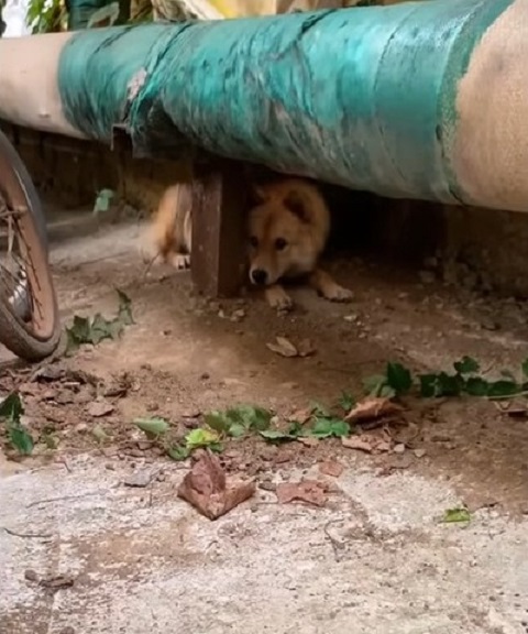 Perro preñado en peligro: el increíble rescate en un estacionamiento solitario-1