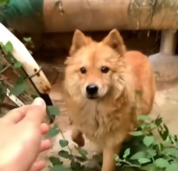 Perro preñado en peligro: el increíble rescate en un estacionamiento solitario-2