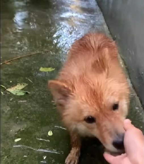 Perro preñado en peligro: el increíble rescate en un estacionamiento solitario-3