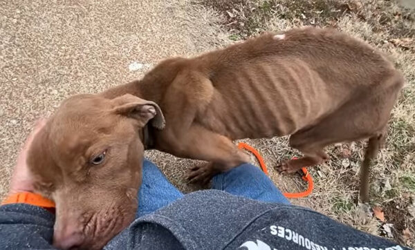 Milagro de rescate: el abrazo que cambió todo para un cachorro hambriento-2