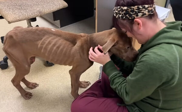 Milagro de rescate: el abrazo que cambió todo para un cachorro hambriento-3