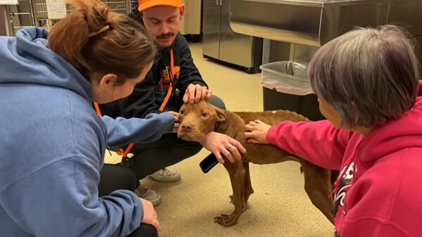 Milagro de rescate: el abrazo que cambió todo para un cachorro hambriento-4