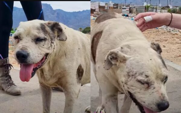 Shocking Cruelty Unveiled: Senior Dog’s Fight for Survival After Brutal Attack-2