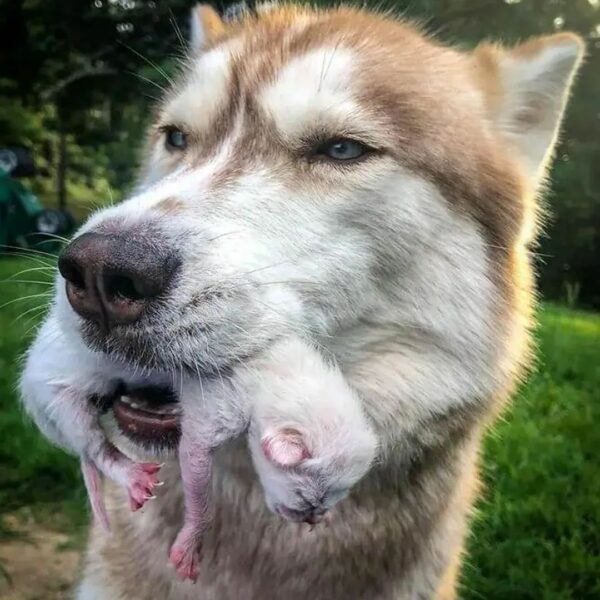 Descubrimiento impactante: perro lleva a su dueño a un tesoro escondido en el bosque-2