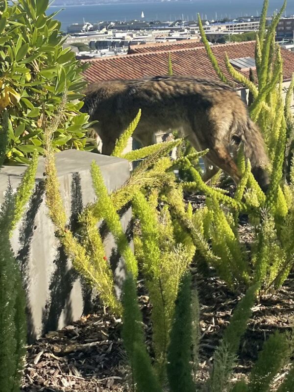 Shocking Discovery on a Sunny Patio: A Wild Encounter with a Mysterious Guest!-3