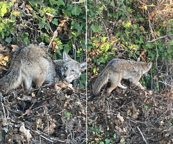 Shocking Discovery on a Sunny Patio: A Wild Encounter with a Mysterious Guest!-4