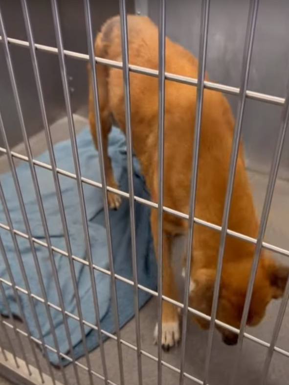 Shocking Return: Pup Faces Heartbreak at His First Home's Shelter-1