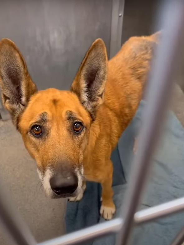 Shocking Return: Pup Faces Heartbreak at His First Home's Shelter-2
