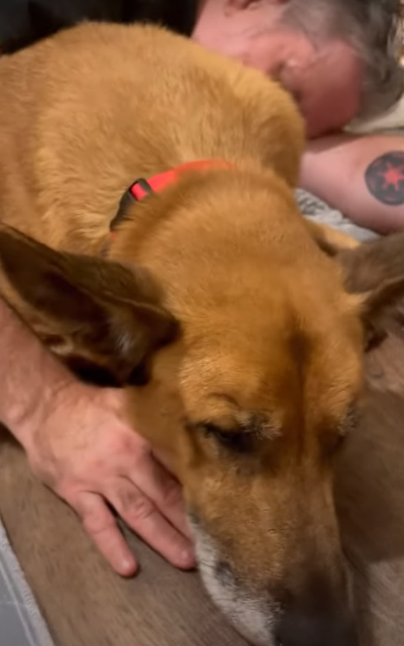 Shocking Return: Pup Faces Heartbreak at His First Home's Shelter-3