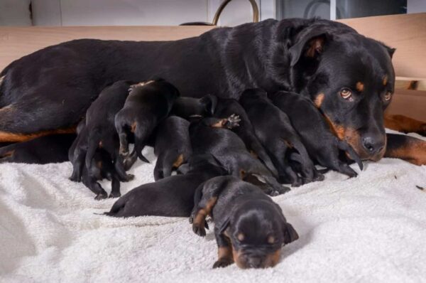 Revelación impactante: ¡La inesperada mega camada del Rottweiler aturde a los propietarios! -1