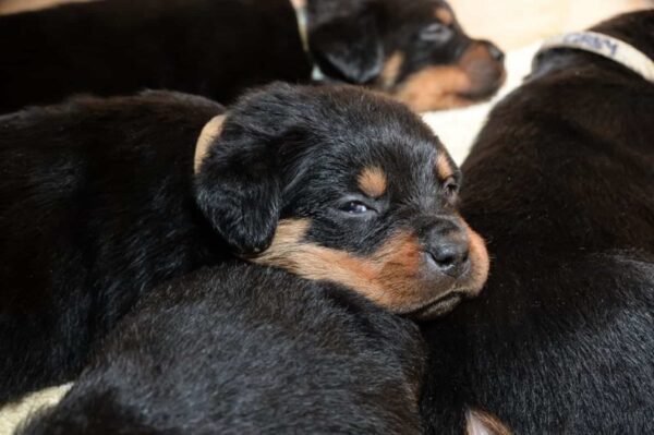 Shocking Revelation: Rottweiler's Unexpected Mega Litter Stuns Owners!-2