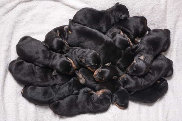 Shocking Revelation: Rottweiler's Unexpected Mega Litter Stuns Owners!-3