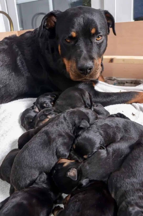 Shocking Revelation: Rottweiler's Unexpected Mega Litter Stuns Owners!-4