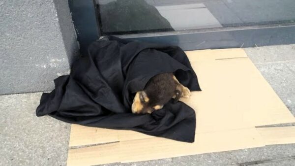 Cachorro callejero encontrado en la entrada de un banco conmueve a la comunidad local-1