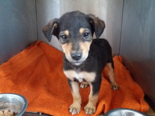 Stray Puppy Found at Bank Entrance Stirs Local Community-2