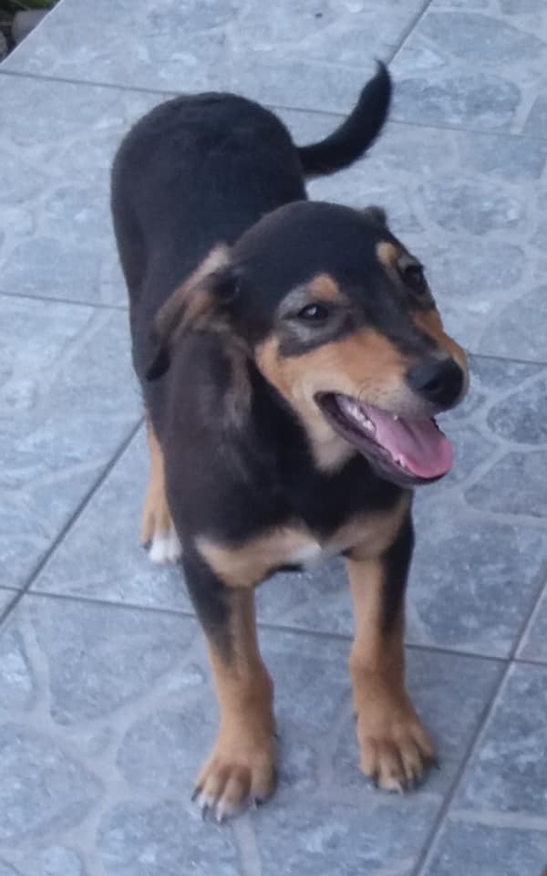 Cachorro callejero encontrado en la entrada de un banco conmueve a la comunidad local-3